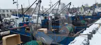 Levende fiskebærer til salgs