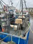 Levende fiskebærer til salgs