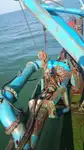 Dredge til salgs