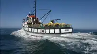 Trawler til salgs