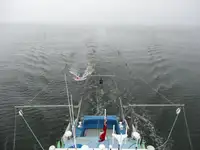 Containerskip til salgs