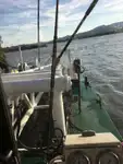 Dredge til salgs