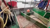 Levende fiskebåt til salgs
