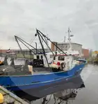 Levende fiskebærer til salgs