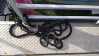 Containerskip til salgs