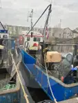 Levende fiskebærer til salgs